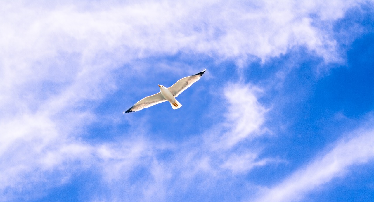 Image - gull animal flying wings freedom