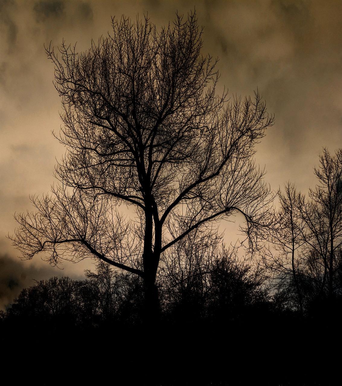 Image - tree bushes black nature landscape