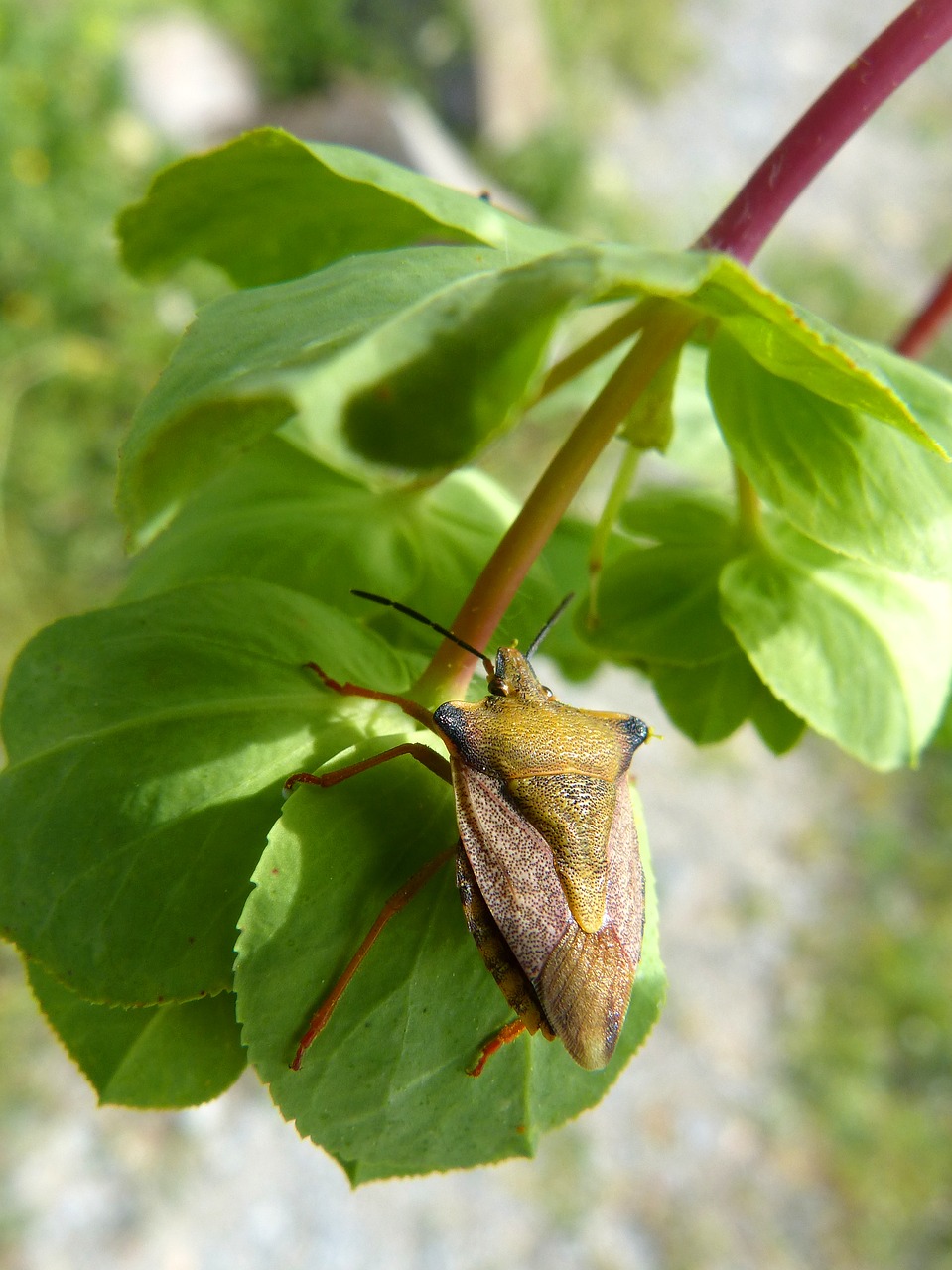 Image - i pentatomid dolycoris baccarum