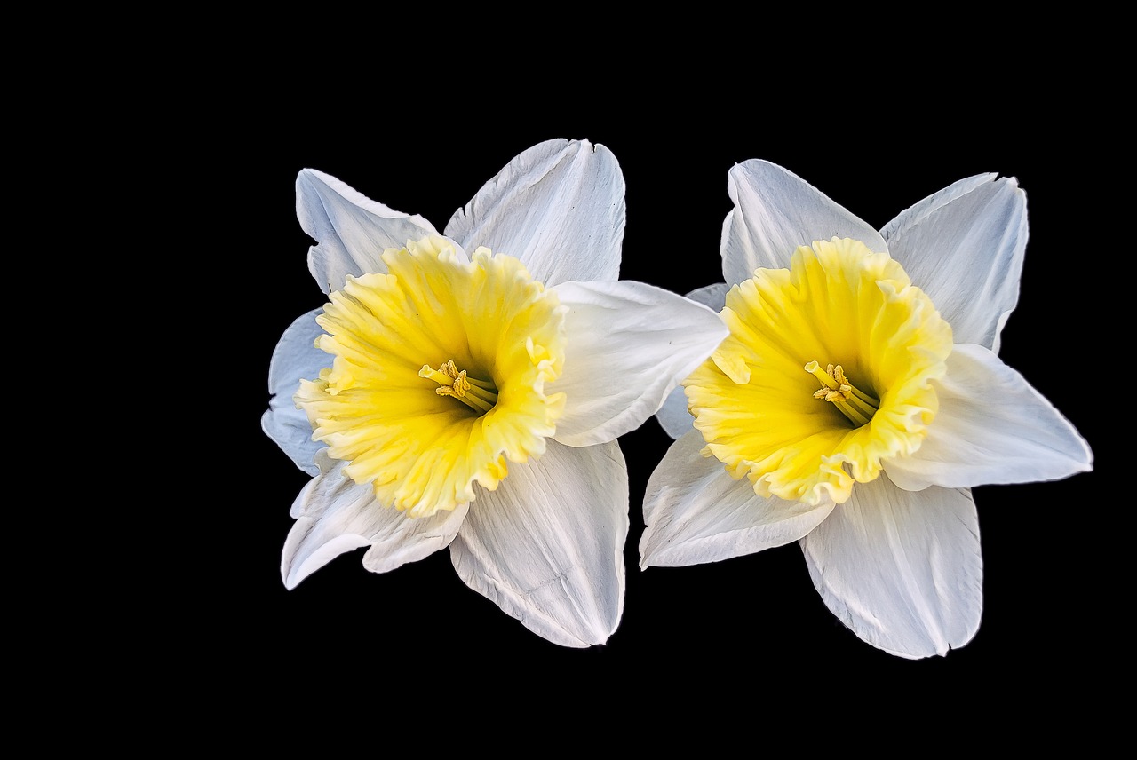 Image - narcis flower spring creative