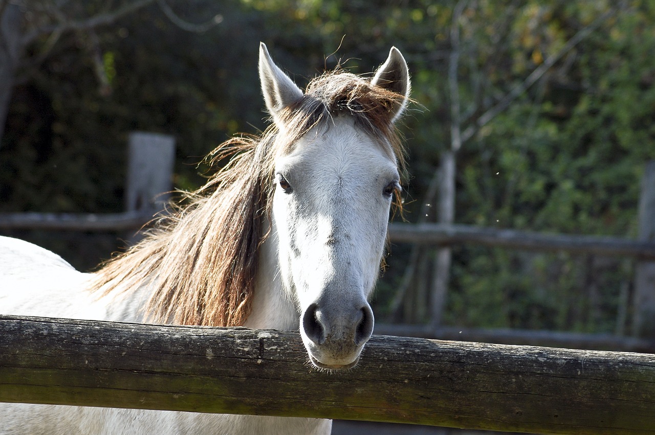 Image - horse head stallion lipizaner