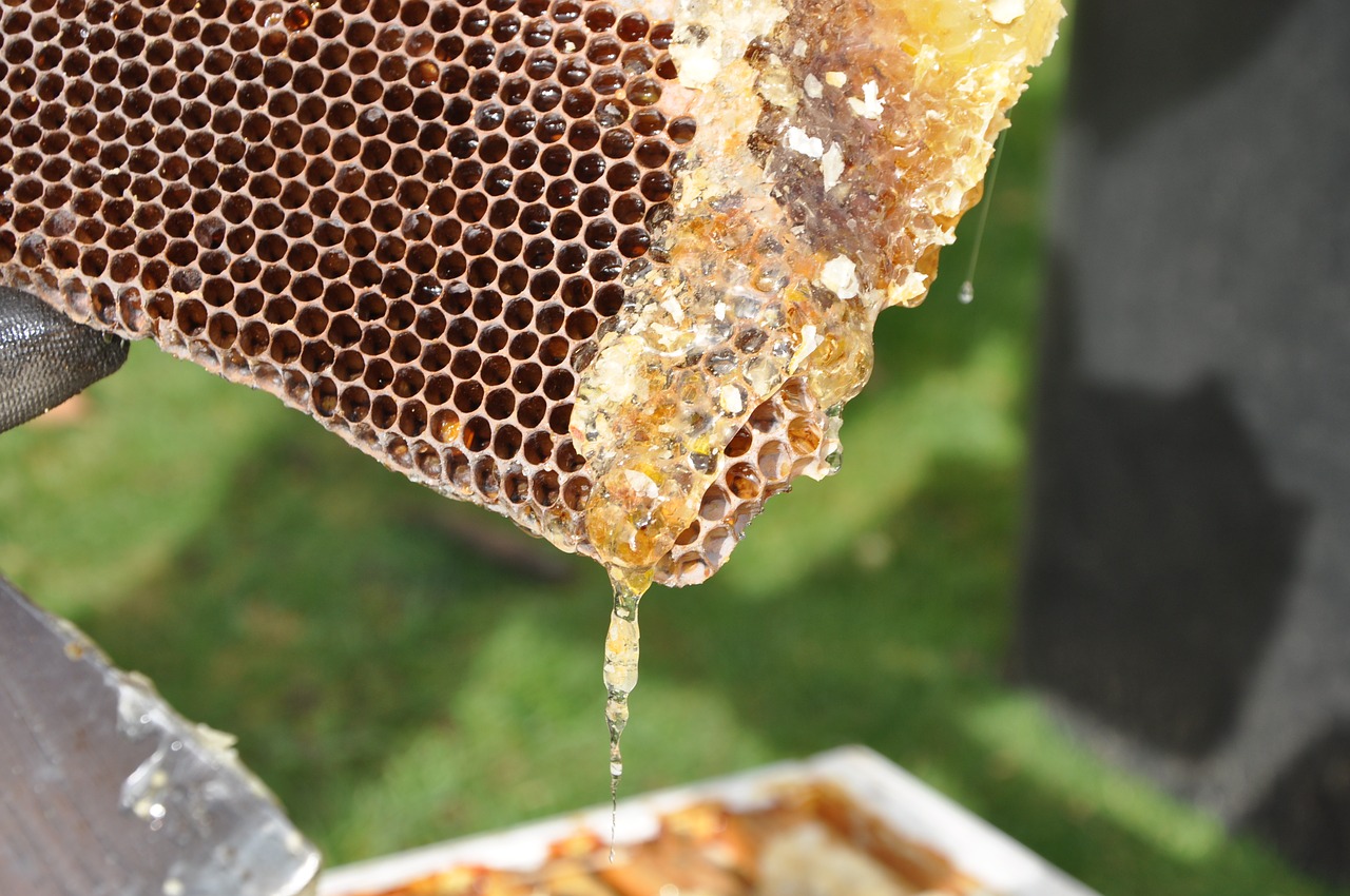 Image - beekeeper combs honey nature bees