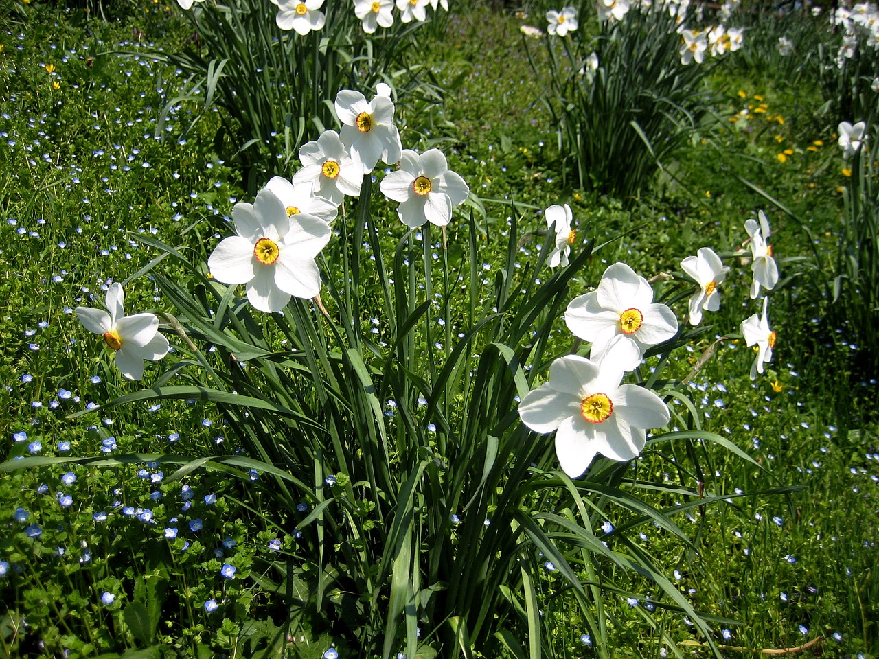 Image - daffodils spring harbinger of spring