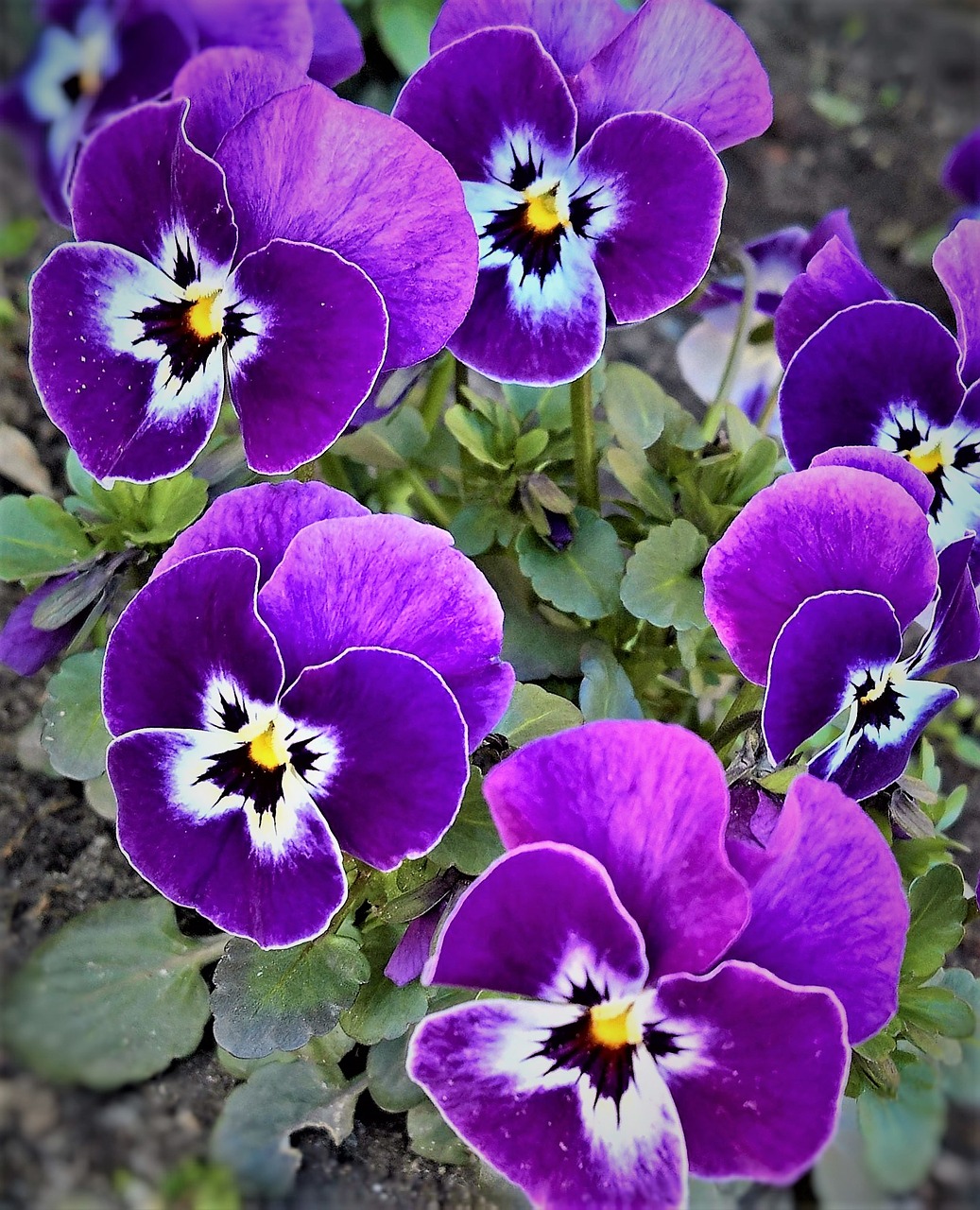 Image - pansy 400–500 spring flowers violet