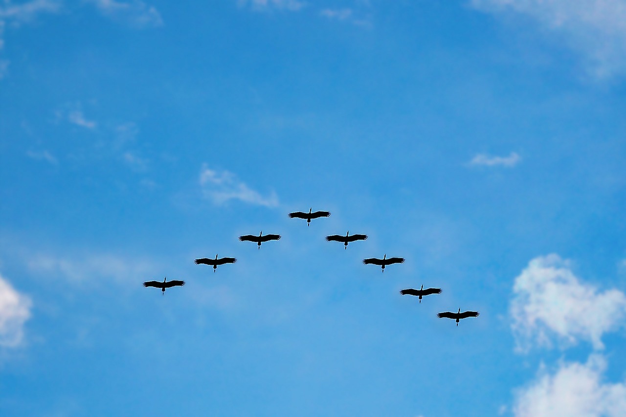 Image - birds high fly flying migrating