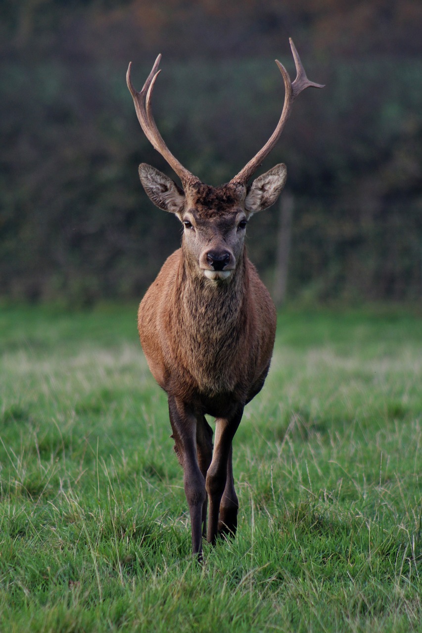 Image - stag nature male animal deer