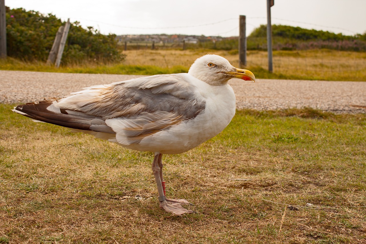 Image - seagull island bird north sea