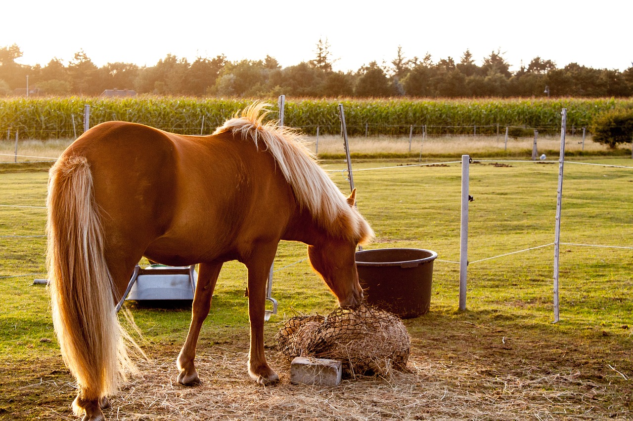 Image - horse evening sun pasture