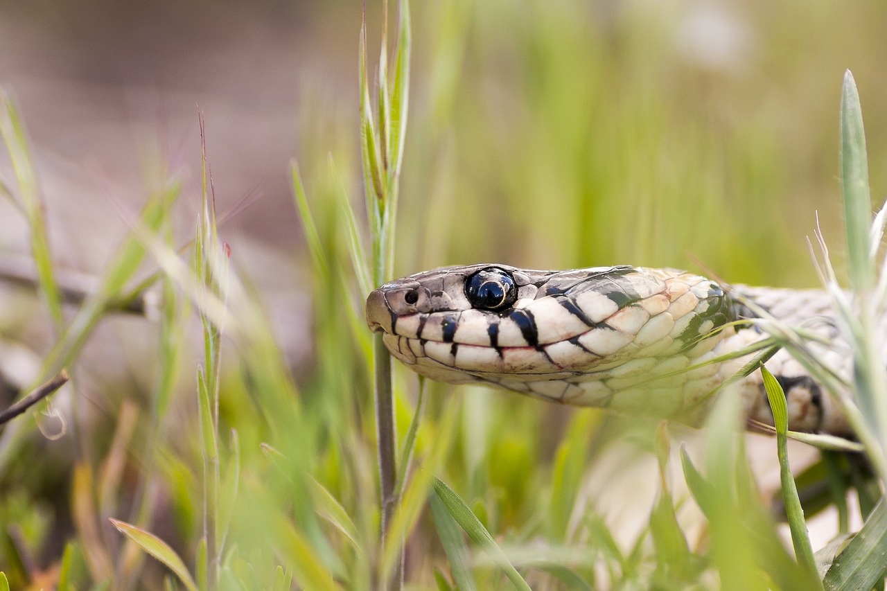 Image - snake macro reptile eye