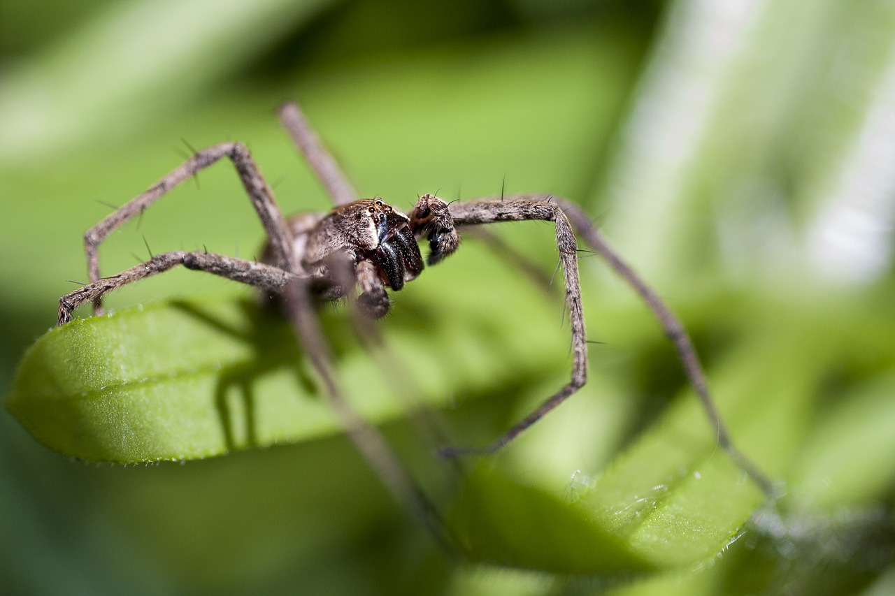 Image - spider macro feet eye