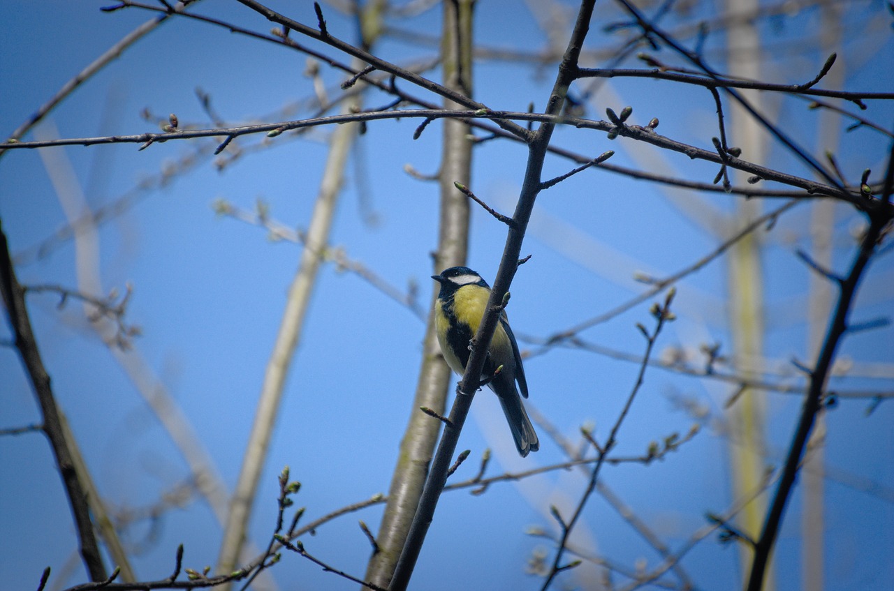 Image - tit bird songbird spring branch