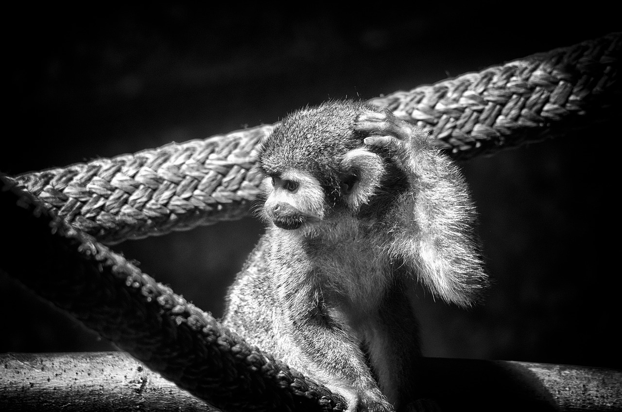 Image - monkey spider monkey primate animal