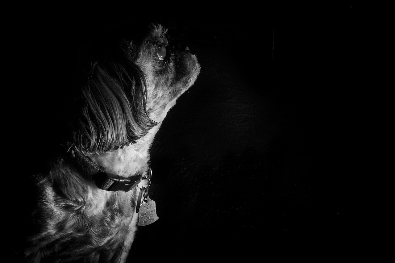 Image - shih tzu dog pet animal cute