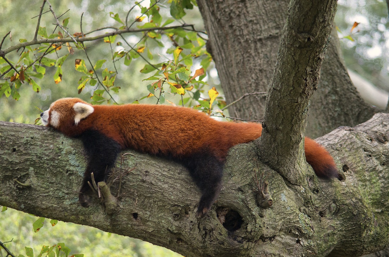 Image - red panda zoo red panda animal