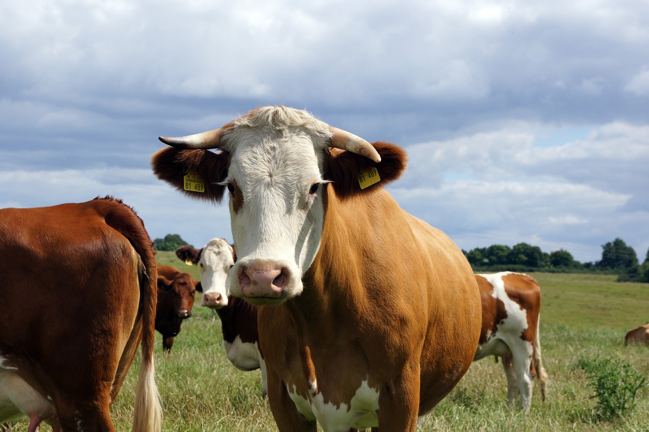 Image - cow flock cattle livestock