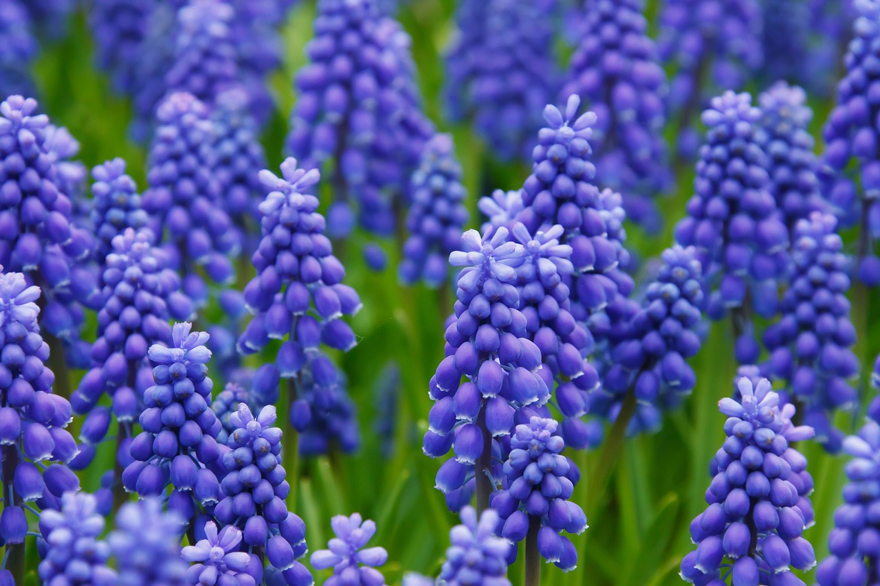 Image - hyacinth muscari grape hyacinth