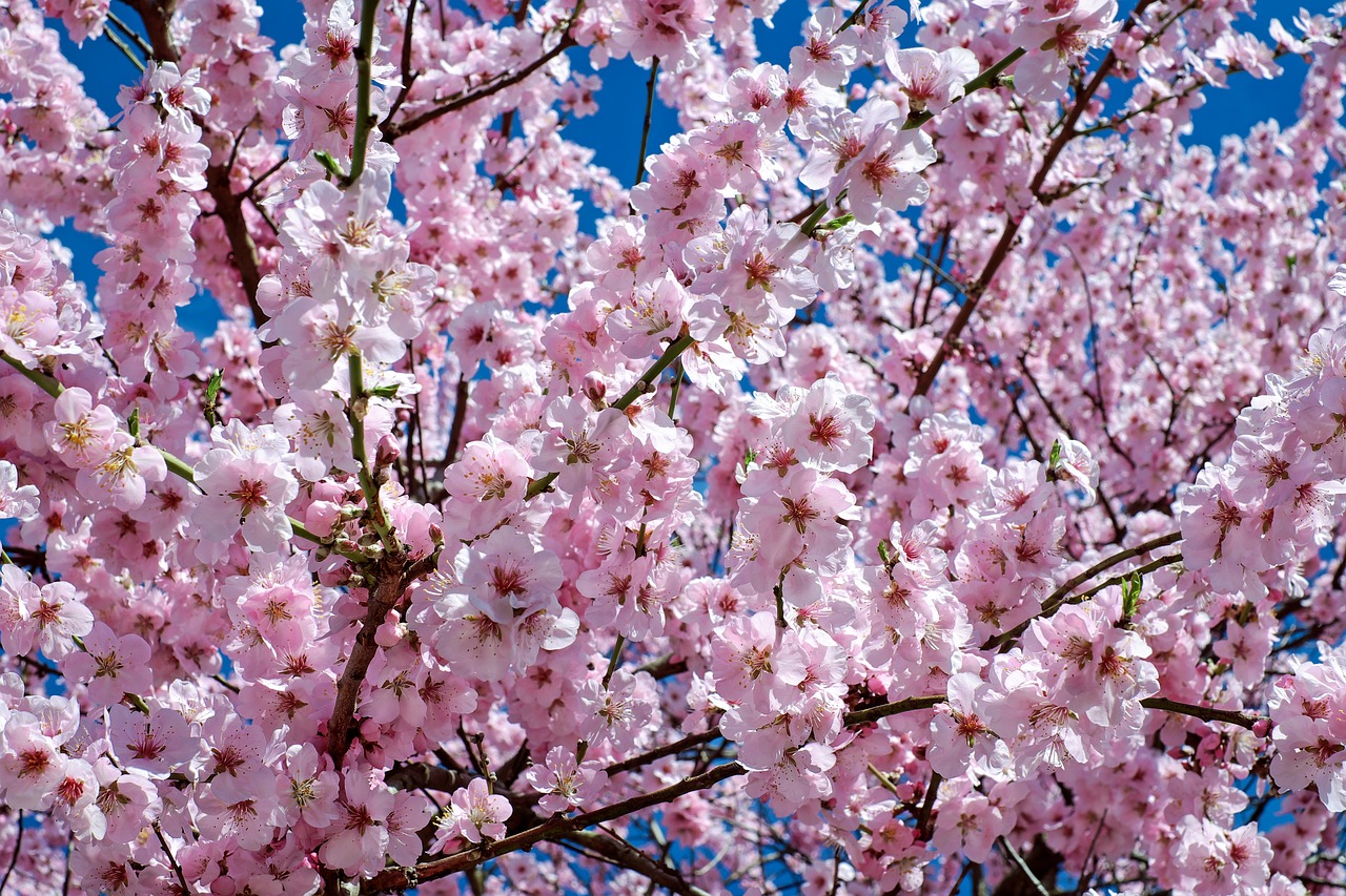 Image - japanese cherry trees flowers pink