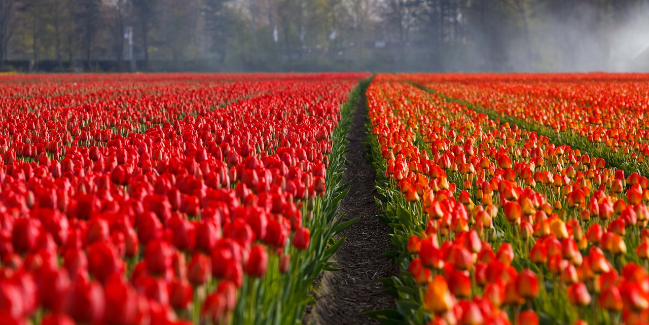 Image - tulips tulip field fields orange