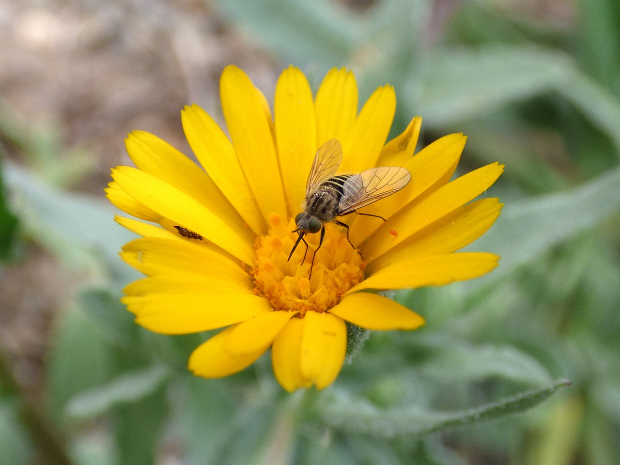 Image - hoverfly syrphidae libar daisy