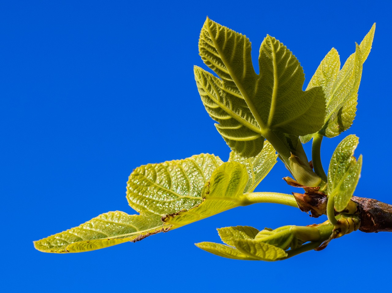 Image - fig tree branch leaf plant nature