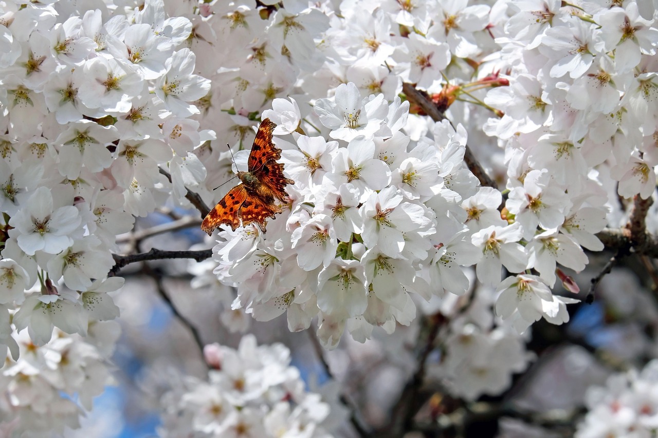 Image - japanese cherry trees flowers white