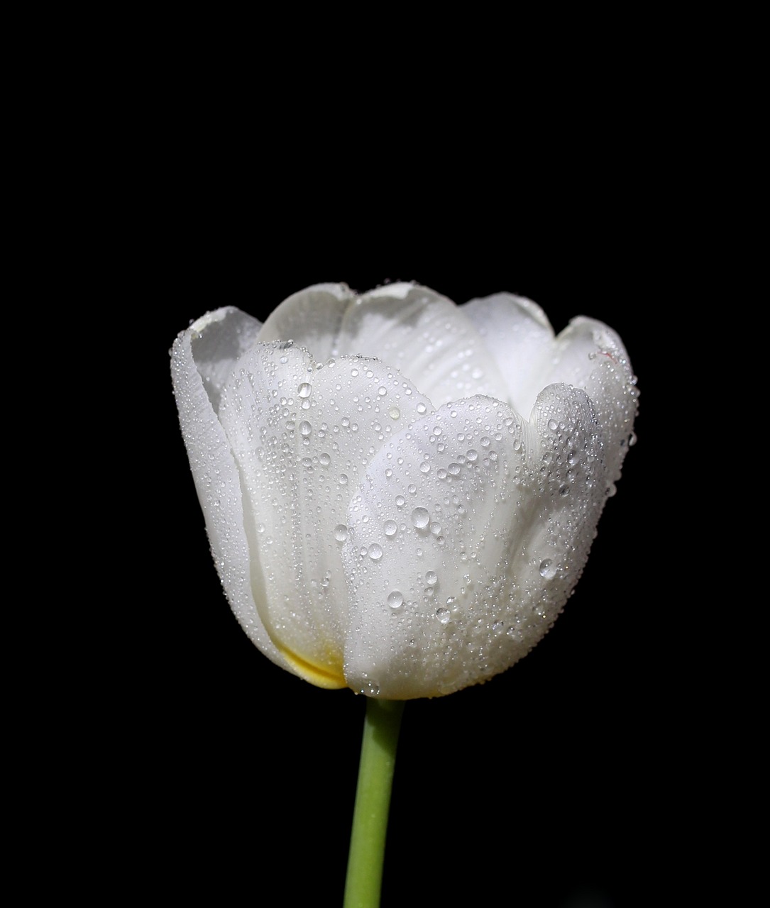 Image - tulip white drops beauty spring