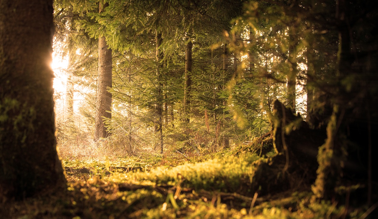 Image - forest sun rays emergence rest