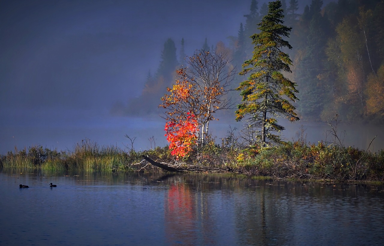 Image - autumn landscape fall trees