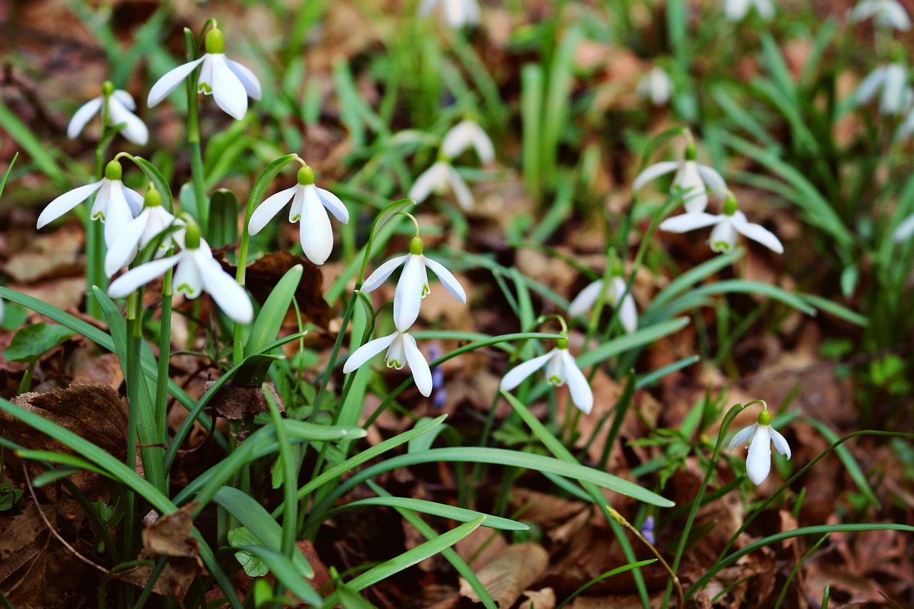 Image - snowdrops plants nature spring sun