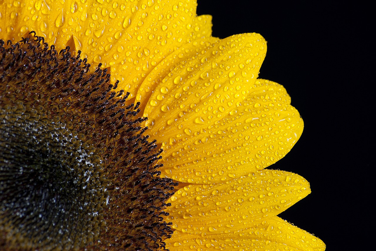 Image - sun flower flower wet water drip