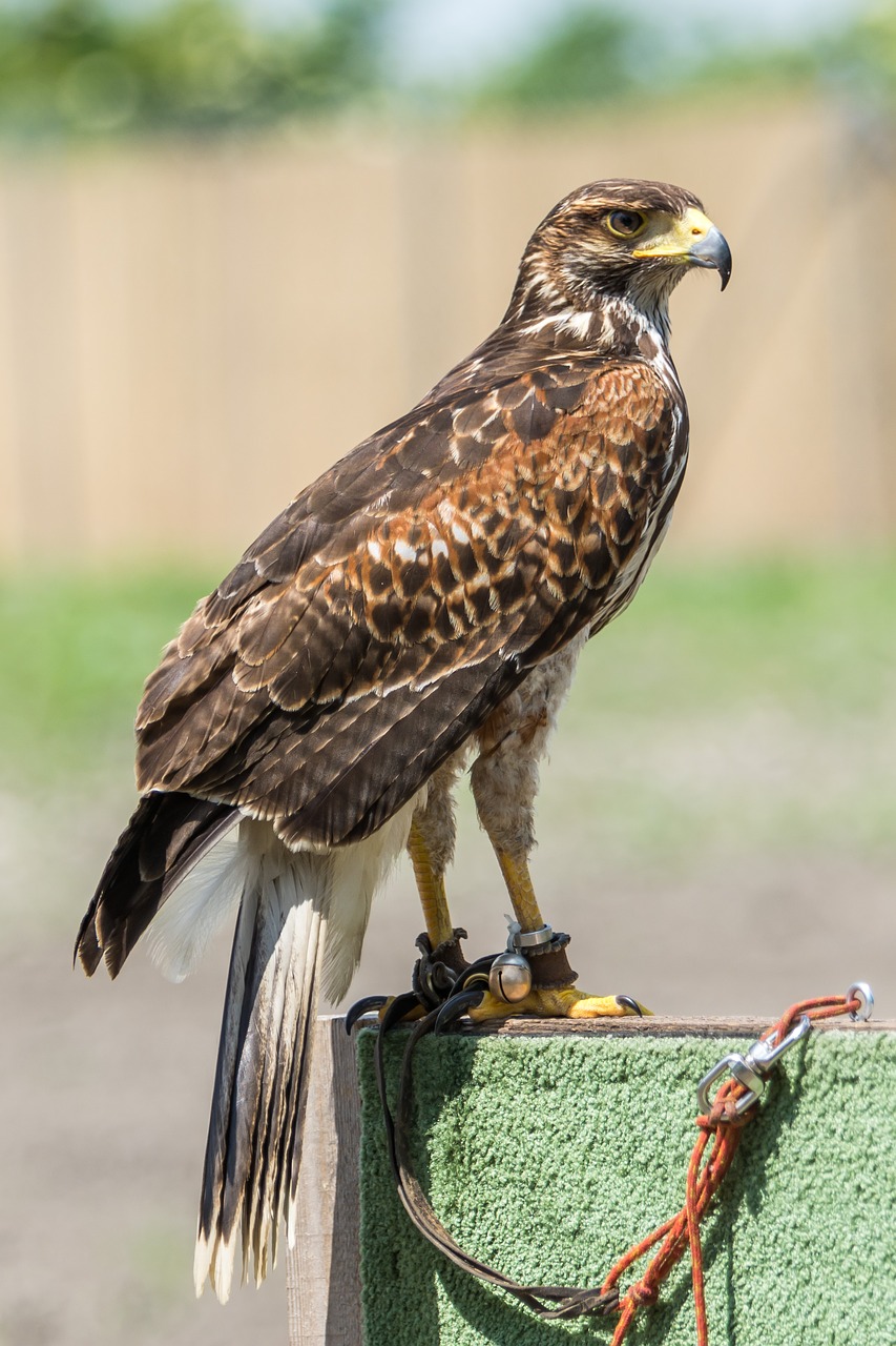 Image - ptak predator animal
