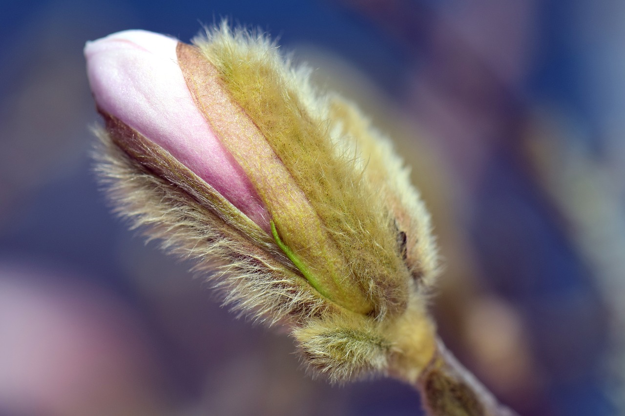 Image - magnolia blossom bloom spring bud