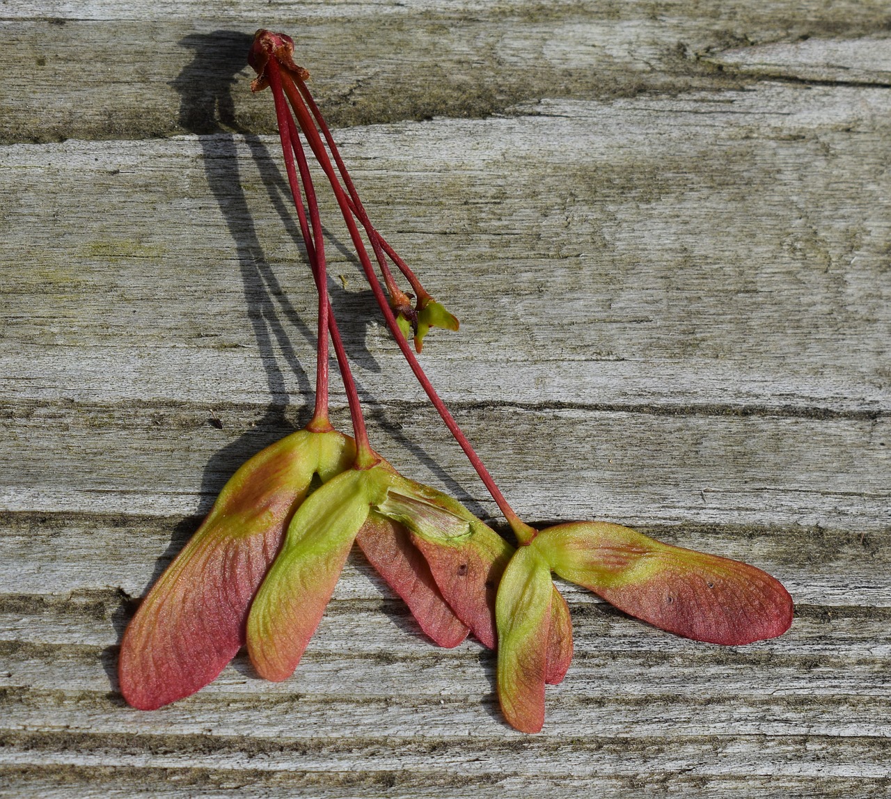 Image - maple seeds maple seed colorful