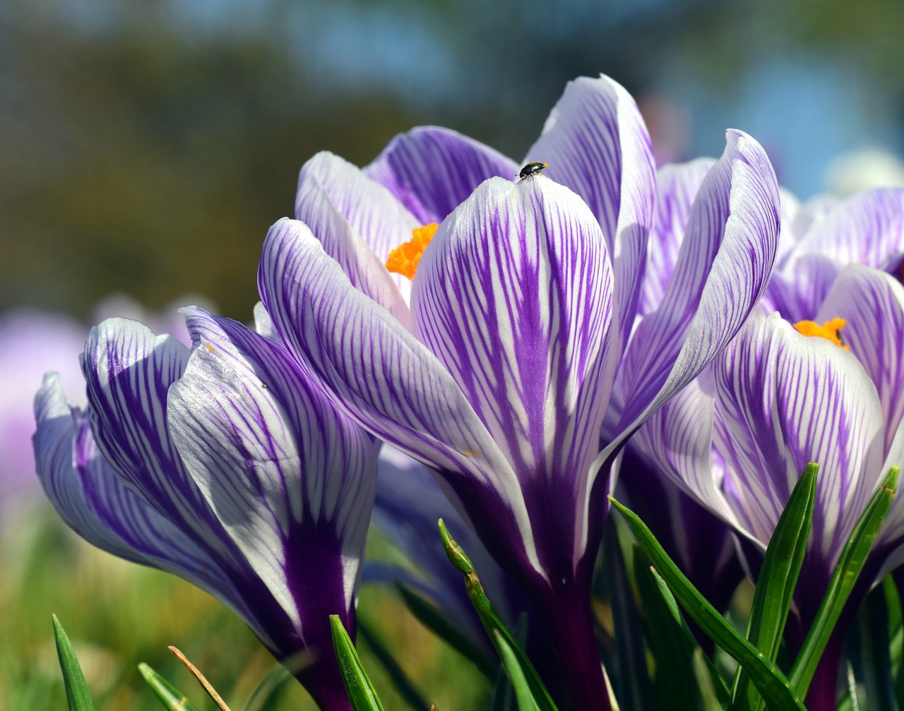 Image - crocus blossom bloom spring flower