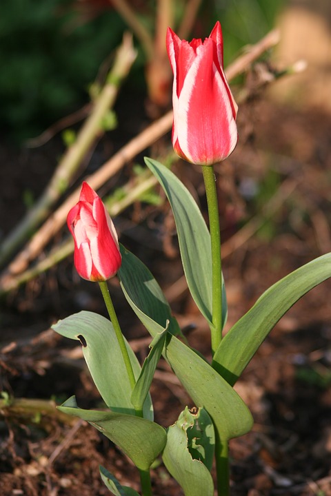 Image - flower tulip nature tulips bloom