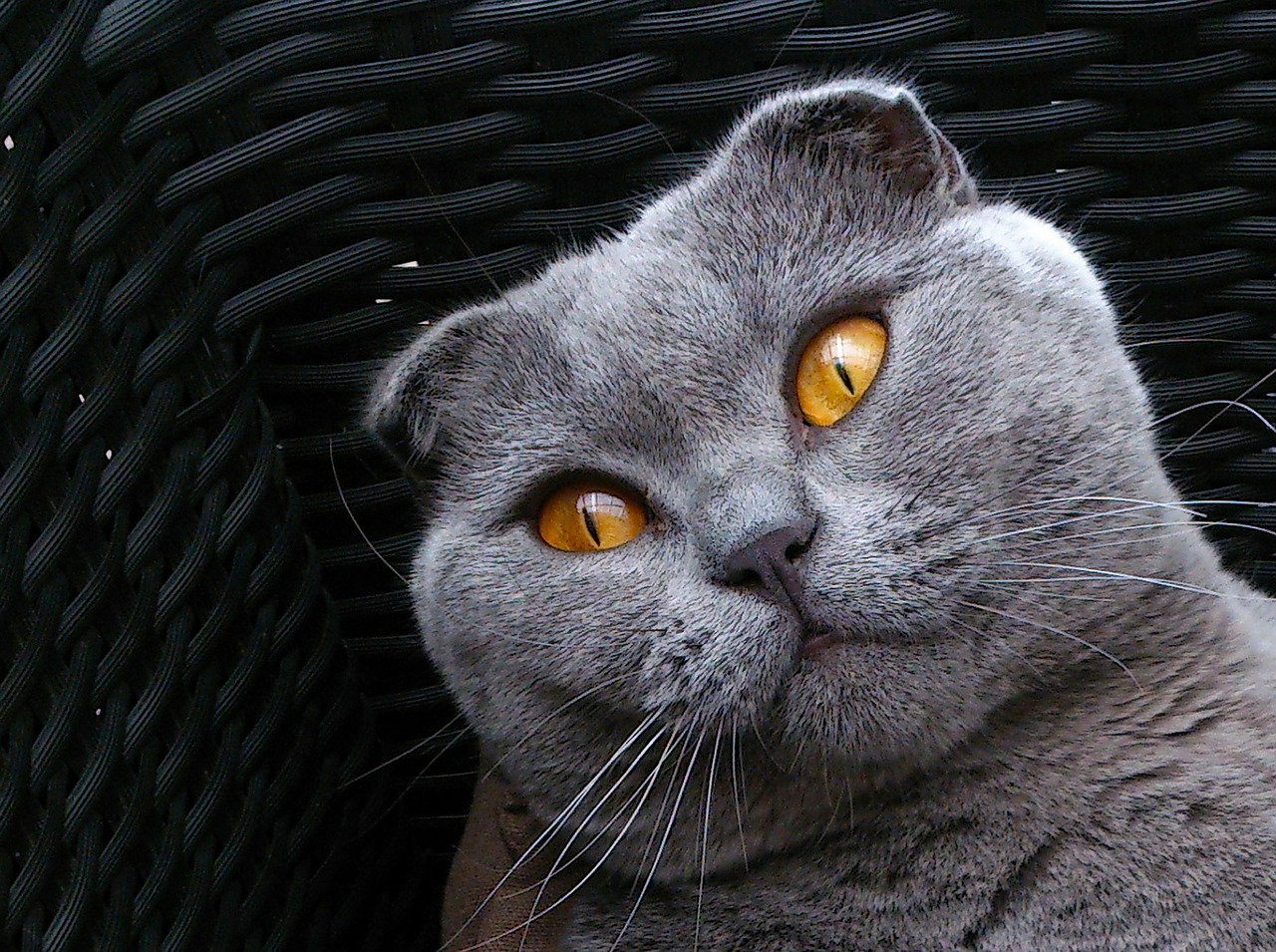 Image - scottish fold breed cat cat kitten