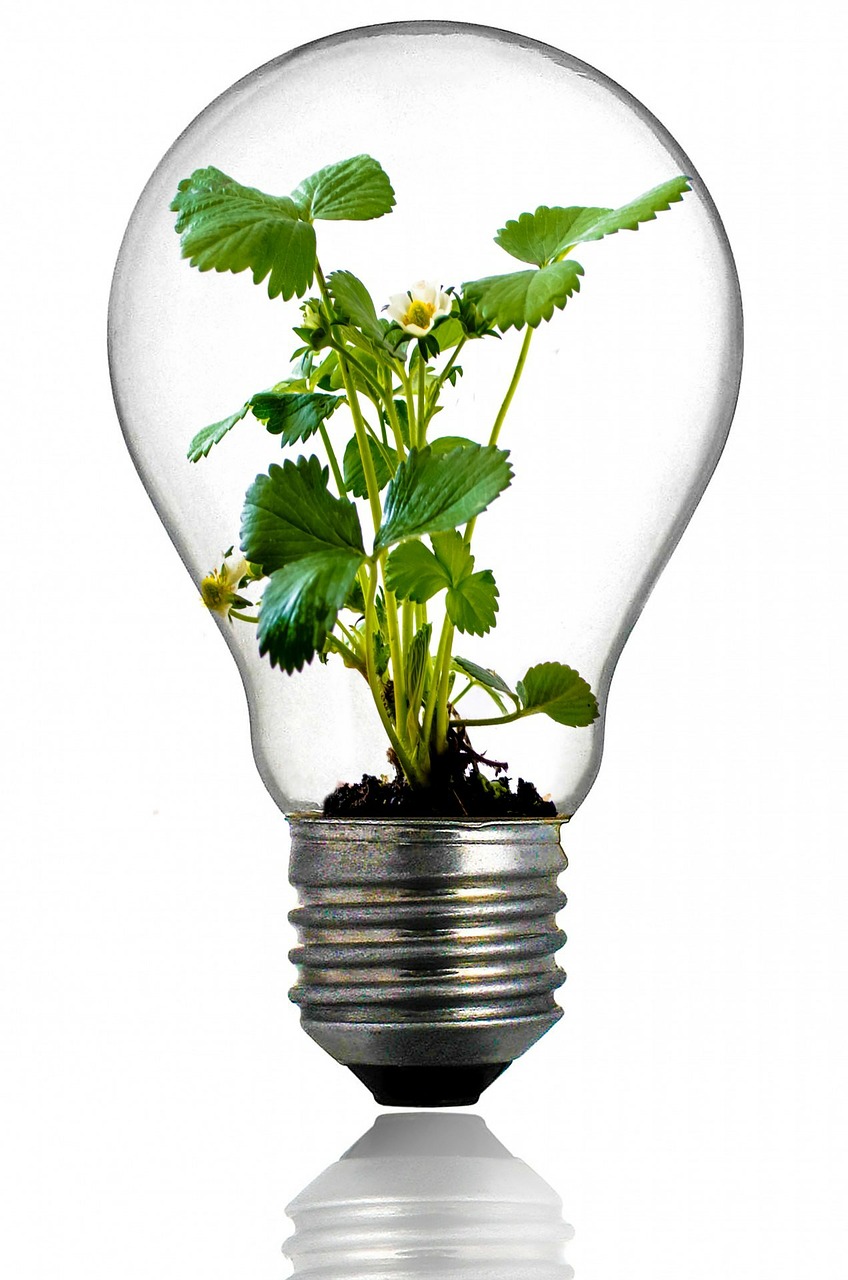 Image - bulb light bulb growth plant light