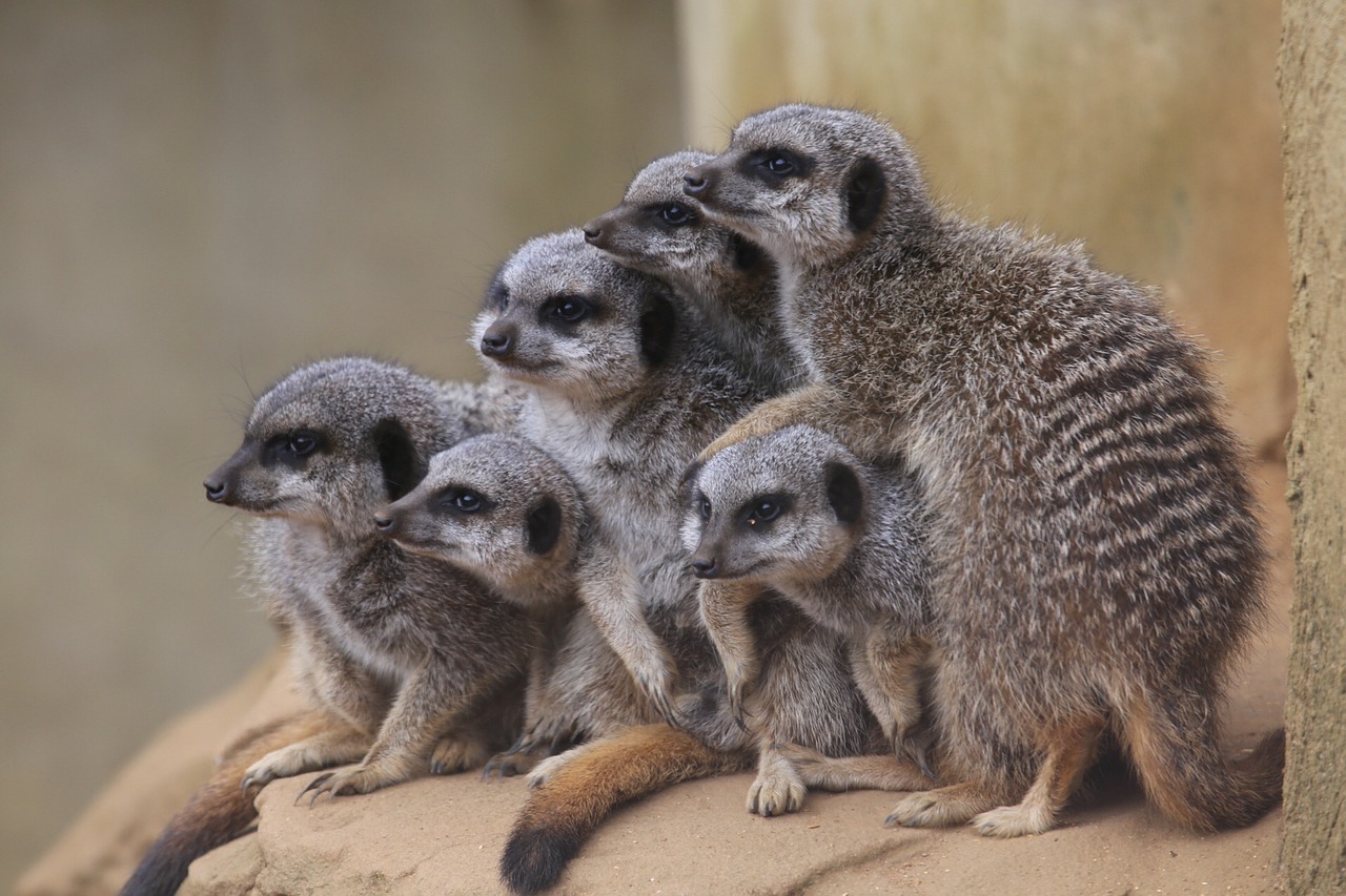 Image - meerkats zoo mammal animal