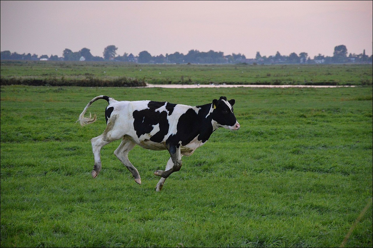 Image - bull cattle running cow farm