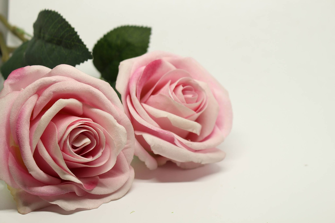 Image - a rose pink pink roses romance