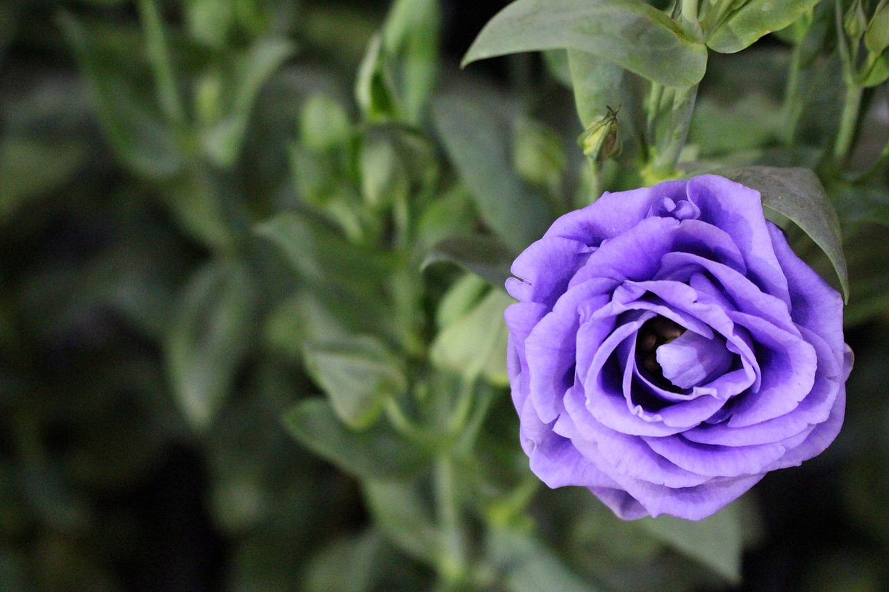 Image - rose purple green flowers leaves