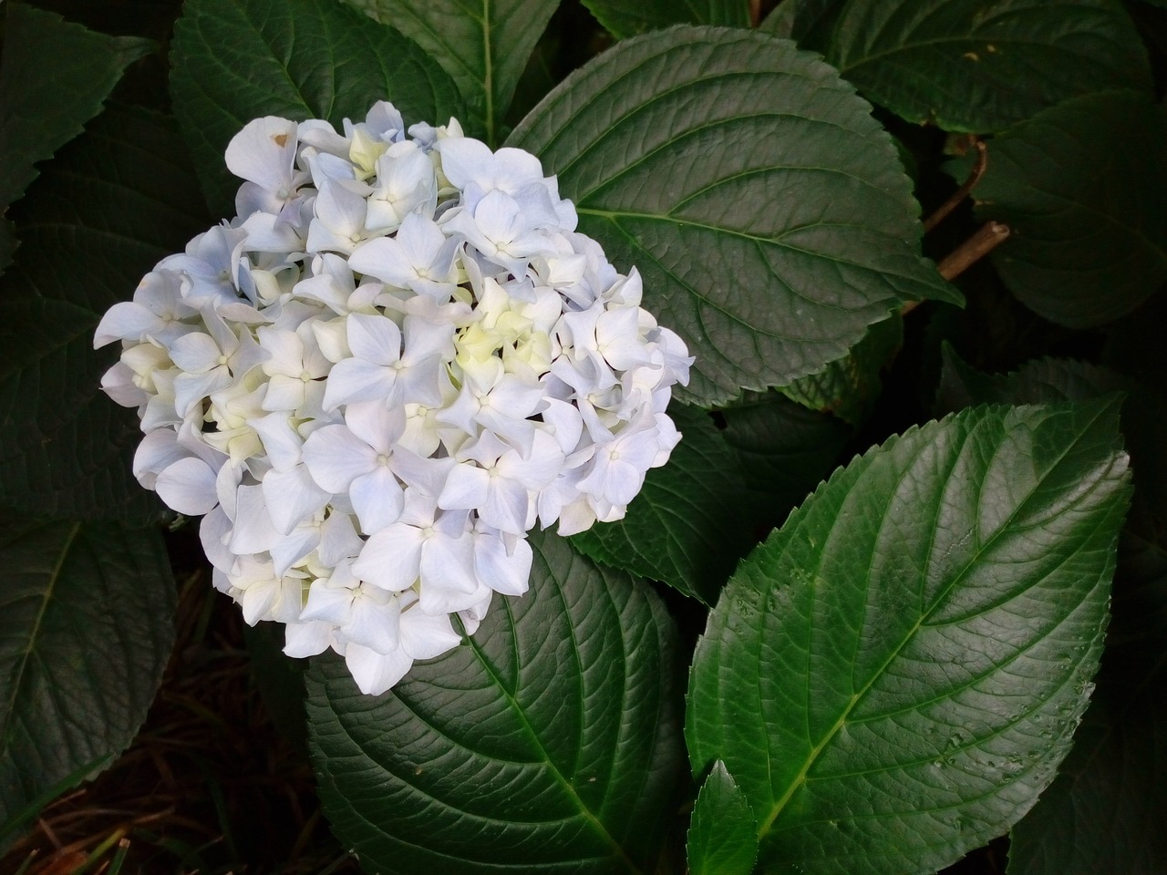Image - hydrangea pure white hydrangea