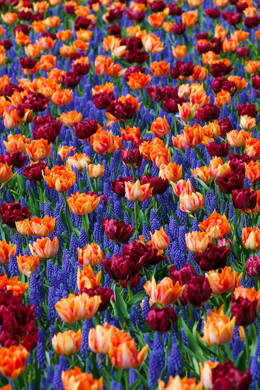 Image - flowers flower bed bloom