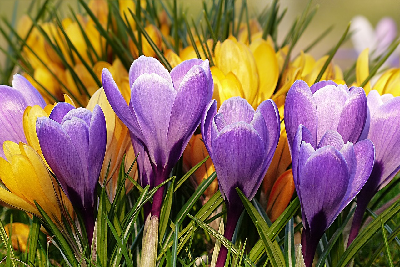 Image - flower crocus violet yellow spring