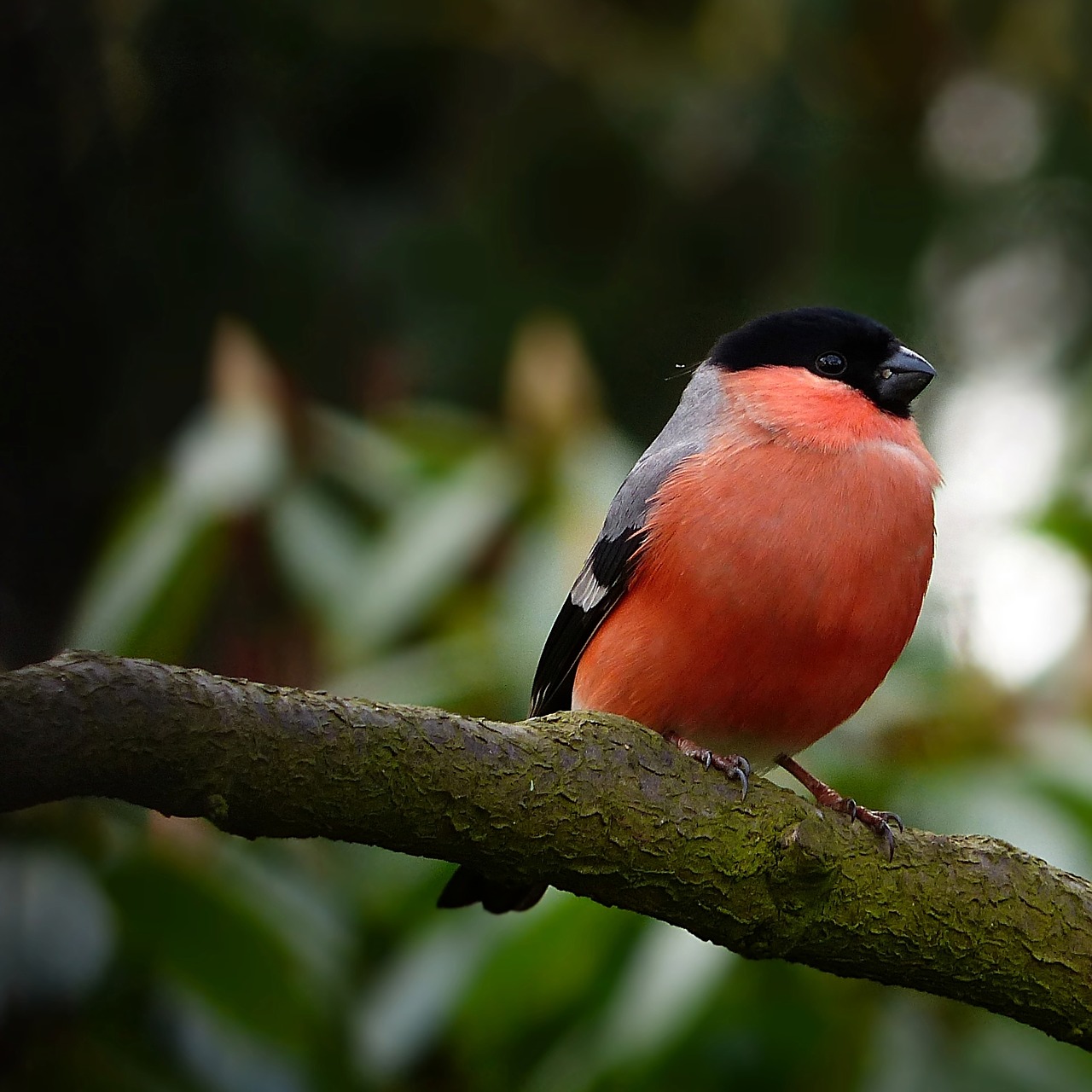 Image - bullfinch bird animal pyrrhula