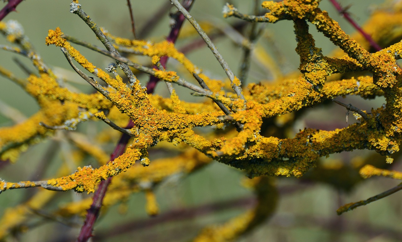 Image - yellow lichen weave laubflechte