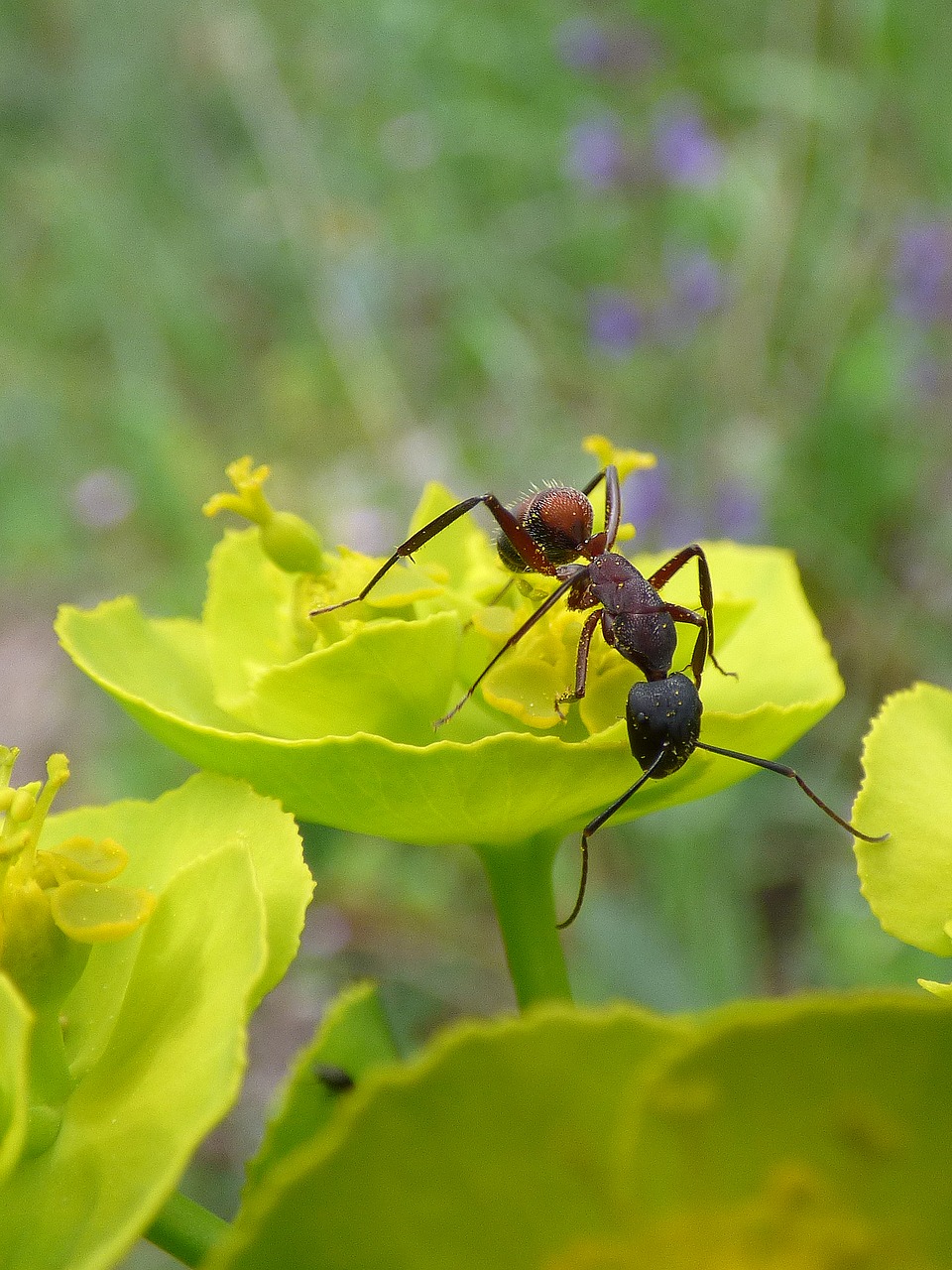 Image - ant flower detail insect