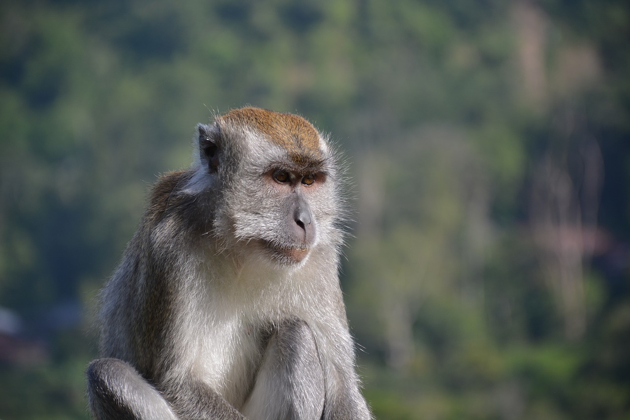 Image - macaque monkey animal mammal