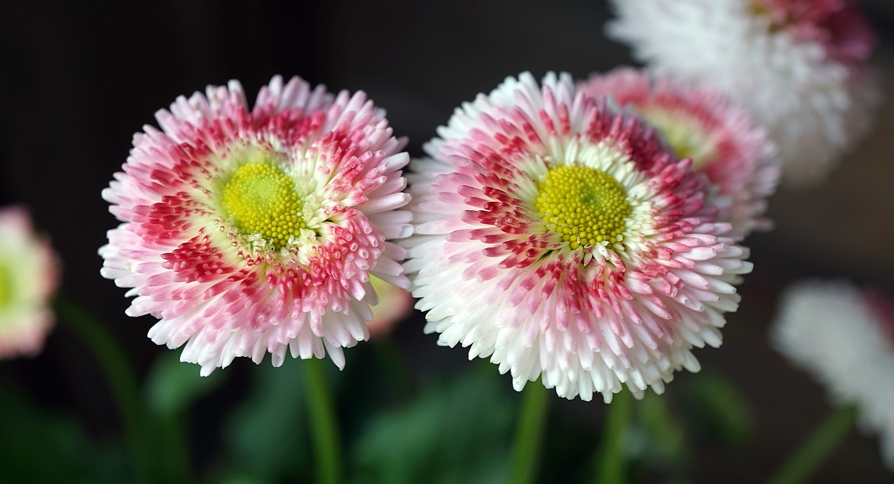 Image - bellis tausendschön early bloomer