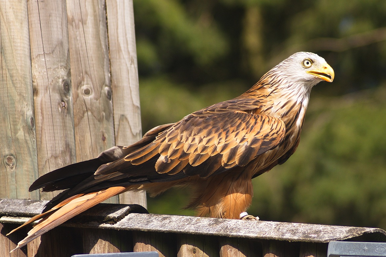 Image - bird of prey griffin bird raptor